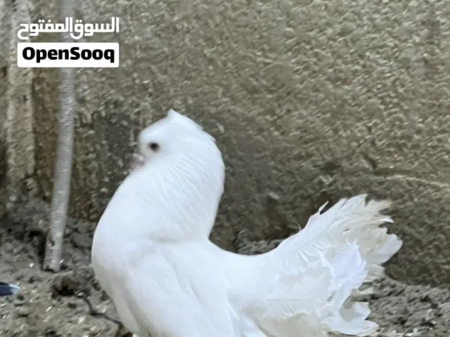 زوج عرايس وتكين ابيع شلع