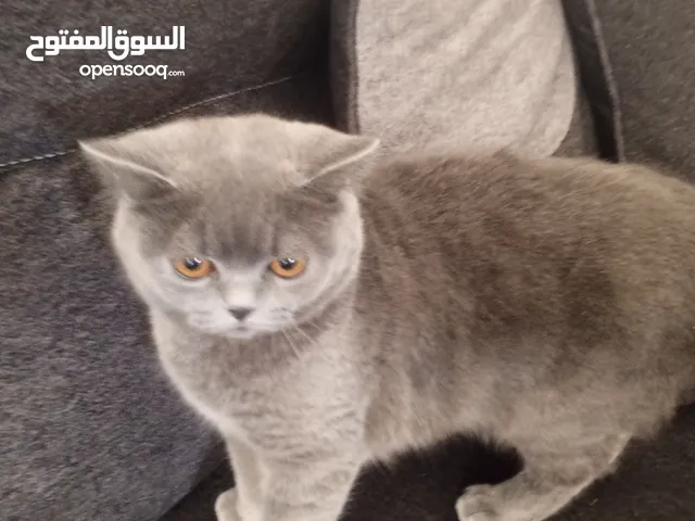 قطة سكوتش ستريت للبيع بسعر مغري حنونه و لعوبه