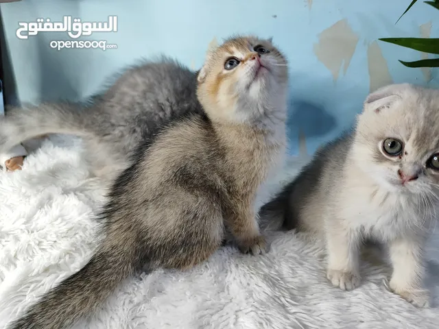 قطط سكوتش فولد يناث
