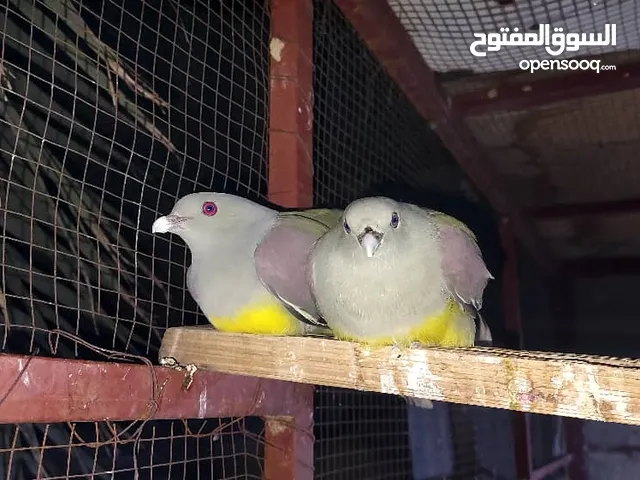 حمام الفاكهه