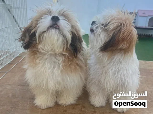 كلاب شيتزو للبيع للجادين فقط،،،،الموقع المعبيله