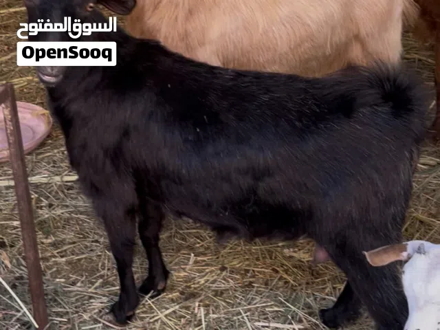 غنم سمان فوول بكره رحبيه وشاه مال صلاله تحتها تيس