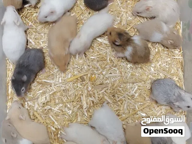 هامستر سوري مع أقفاص أنواع مختلفة