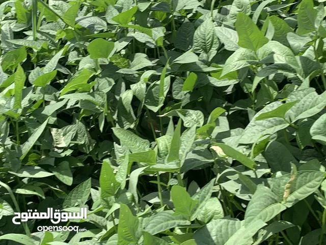 للبيع طعام لوبيا وحريه ومسيبلو