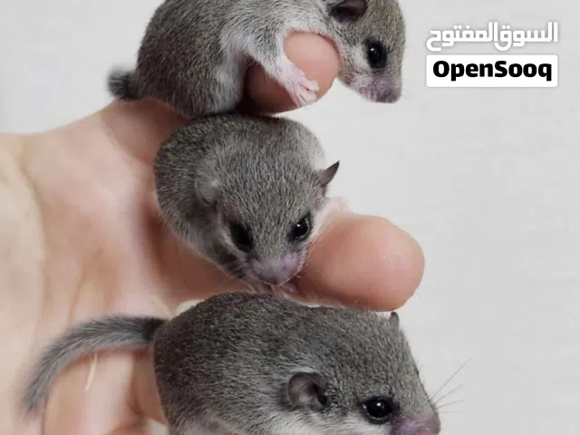 Micro squirrel