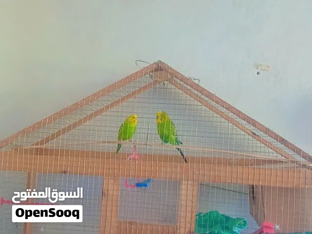 قفص تفصيل  عصفير جوزطيور حب