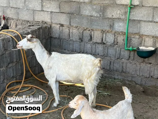 شاه بكر الولده الأولى