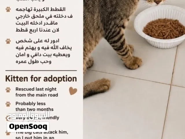 للتبني انثى هادئة ولعوبة