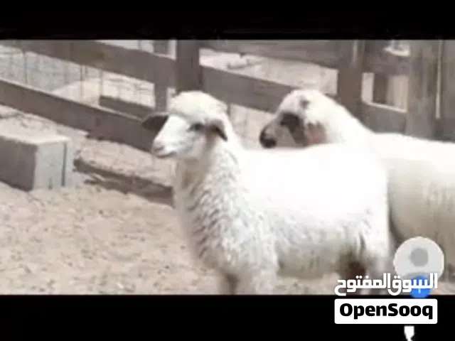 زوز خرفان الله يبارك ماشاء الله ناشطات