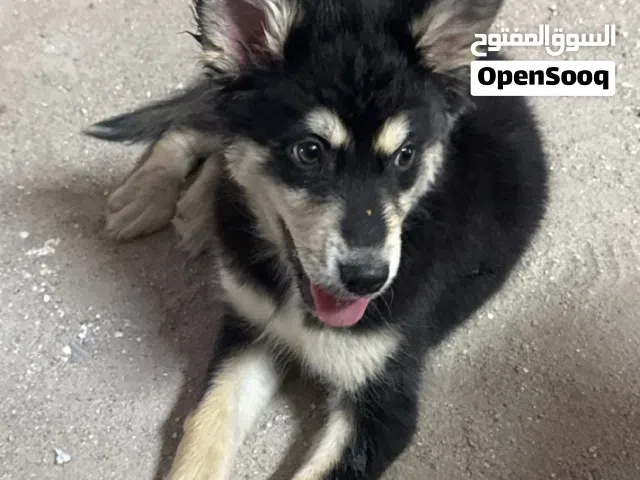 For Sale Siberian Husky, 3 months old, for more details call