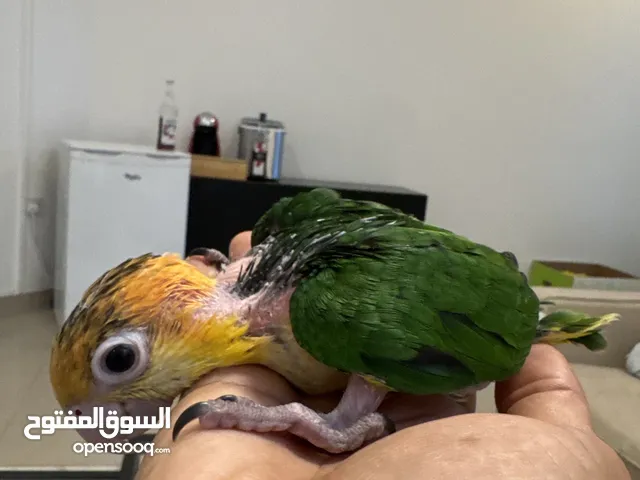 كايك وايت بيلي انتاج الامارات