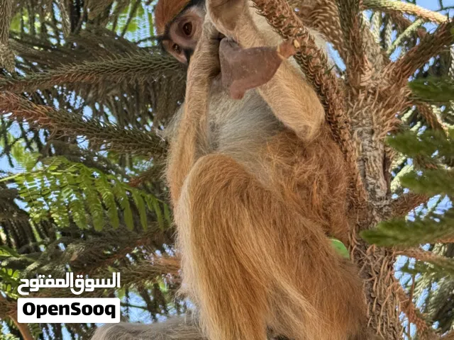 قرد نسناس عمره 8 شهور