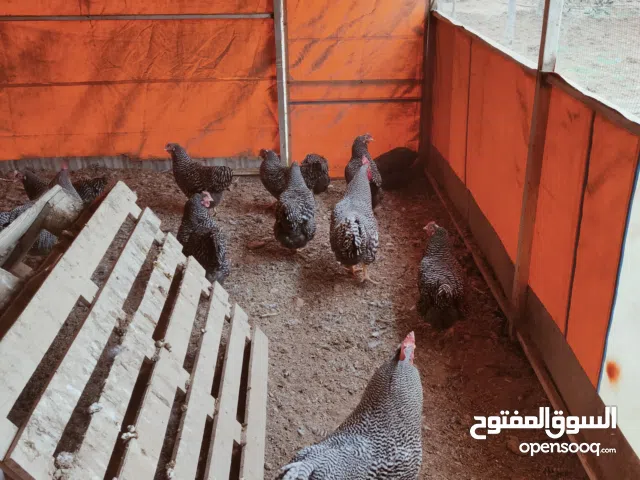 بيض بلايموث روك