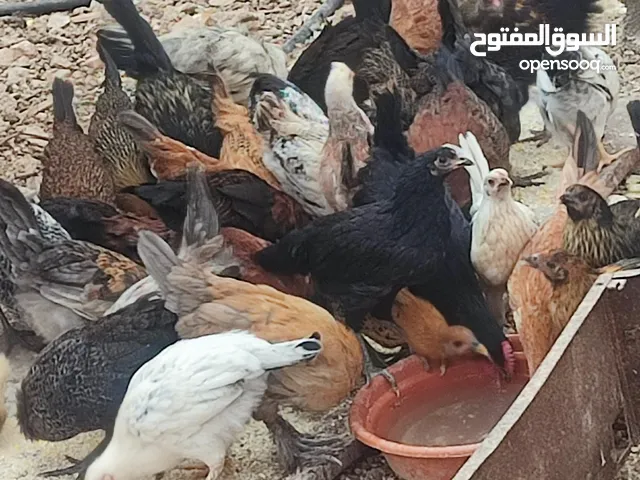 دجاج عربي...