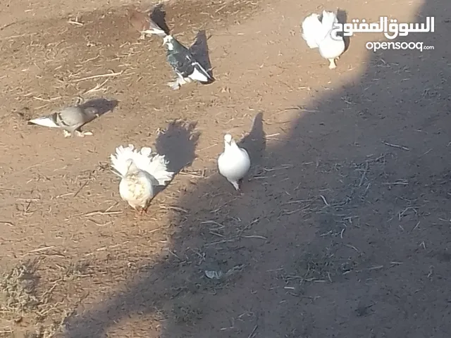 براكة حمام لي البيع