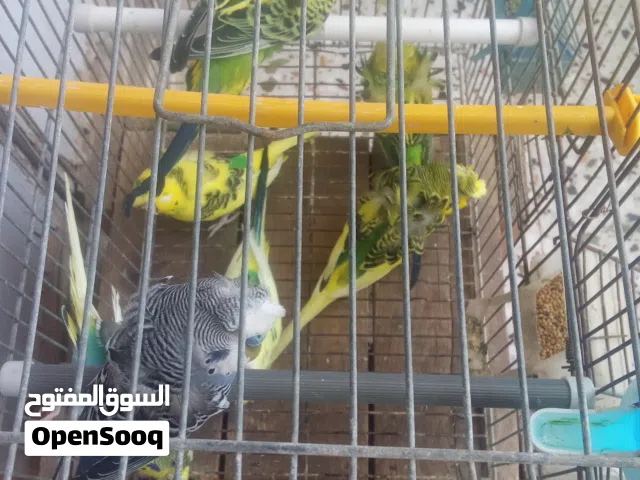 هوقو ورتيدان جملة للبيع