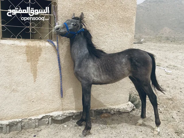 حصان للبيع رقم التوصل أفضل يكون وتساب الصامل بسعدك
