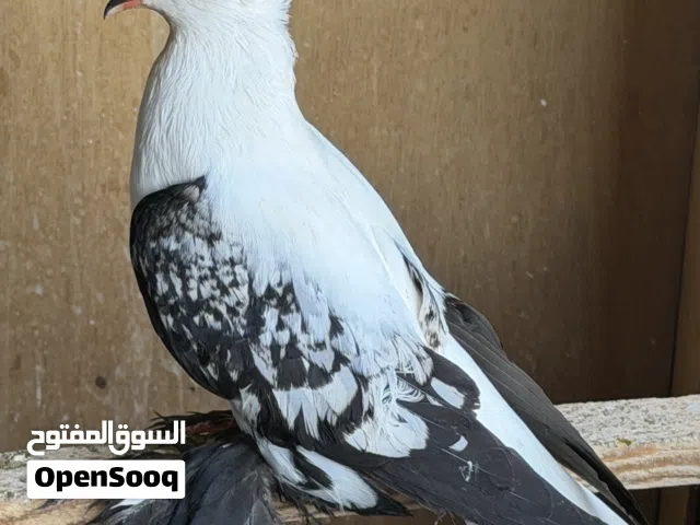 جوز سكسوني + طيره + فحل هندي ابيض صافي