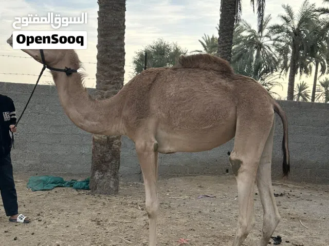 بيع بكره طيبه