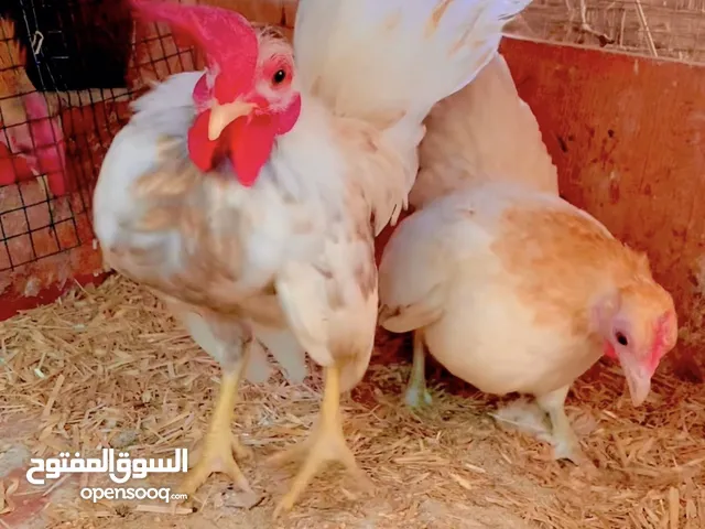 #Serama #chicken #سيراما #دجاج