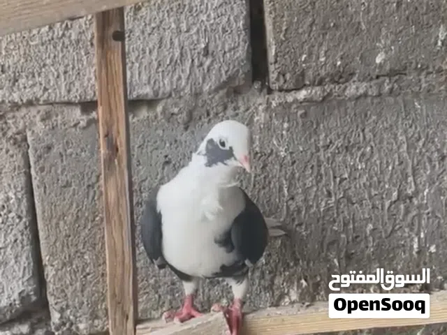 السلام عليكم شباب مجموعه حمام زوج ارافل باسود و نثيه ستلايت نقيه و طيره نثيه بخاريه لوت  مرتبه