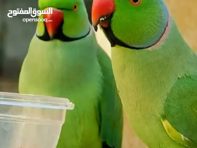 مطلوب جوز ببغا دره بسعر طري الاسعار الفلكيه سيبوكو منها ....................