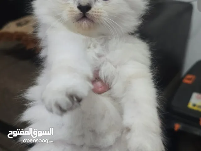 قطط هملايا لعوبات