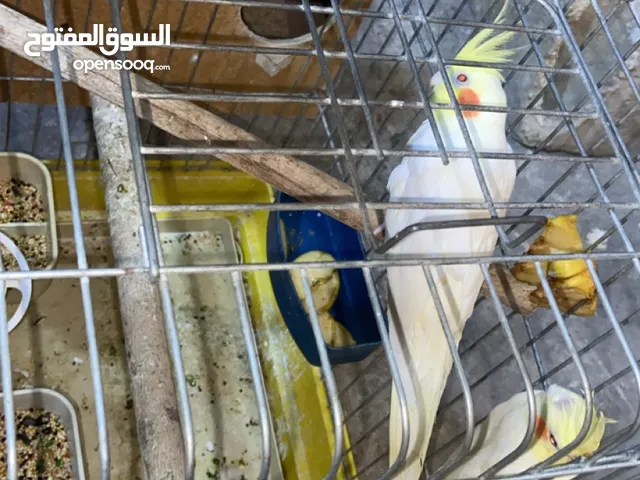 كوكتيل لاتينو عين حمرا بلاة على النبي