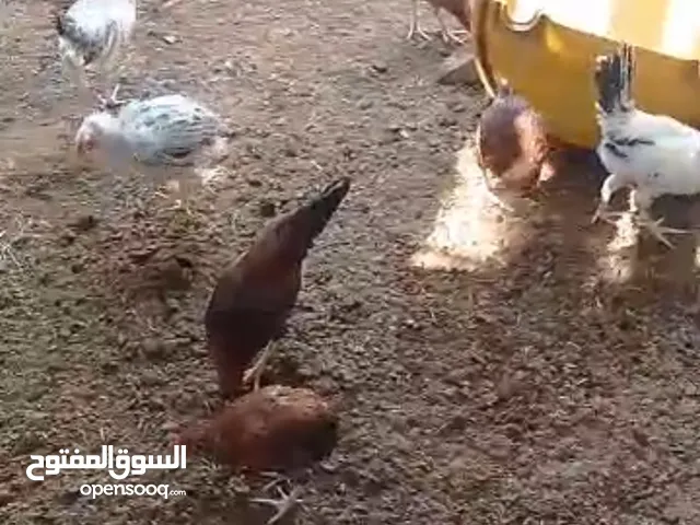 للبيع ديوك عمر 3 شهور