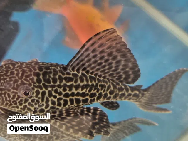 PLECO بلدية
