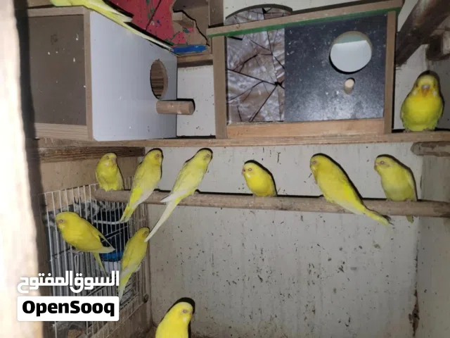 متاح 11 زوج لاتينو (صفر وعيون حمر) امايات، جواهر بيض وافراخ،  كلهن خوات من محمية وحدة . خشنات ونظيف