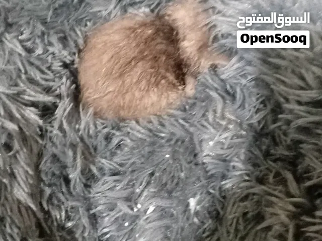 قط للتبني صغير