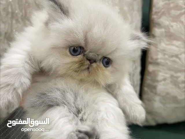 قطط هملايا بيور