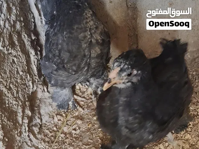 صيصان عدد 2 لون اسود