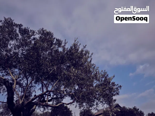 Farm Land for Sale in Ramallah and Al-Bireh Kaubar