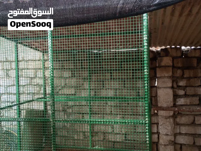 سلام عليكم
