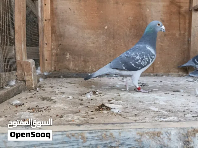 زاجل فحل موديل 2019