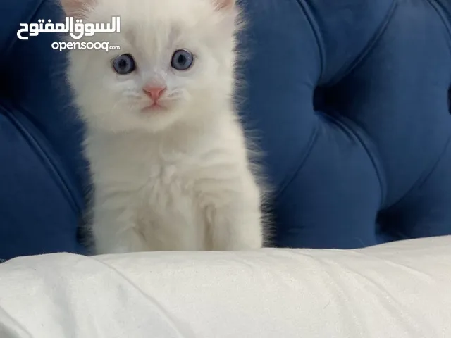 كيتن ذكر شيرازي للبيع
