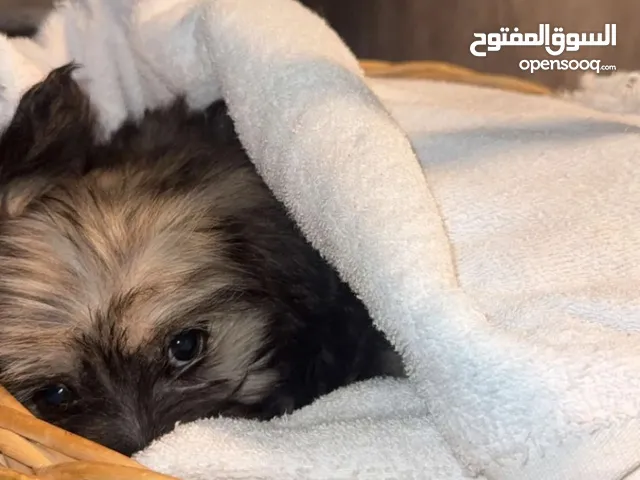 مالتيز ميني