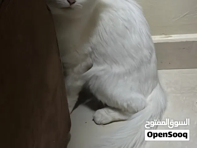بيع قطط شيرازيات