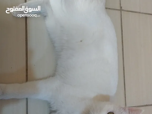 قطه ( لتبني )