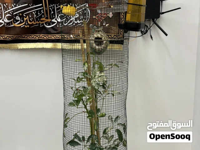 فناجس عادي مع 3 افراخ