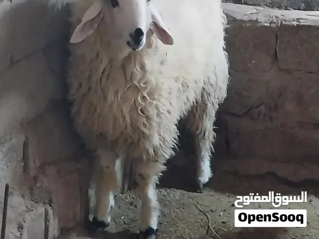 خرفان للبيع اثنينهم فحل