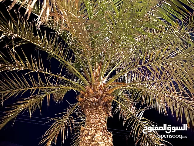 حساب ببجى لفل 58 بسعره ايل تبغاه بس معقول