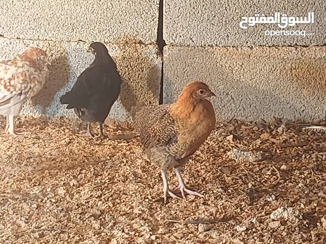 دجاج عربي للبيع