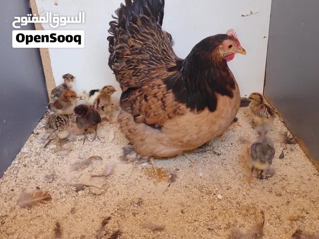 دجاج برهما تحته 12 الفلوس بسم الله ماشاء