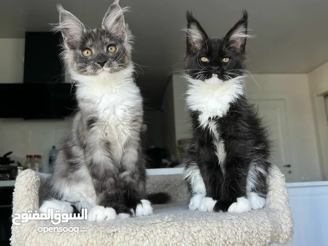 maincoon with pdgree