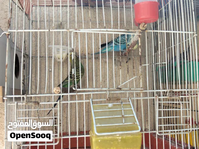 عصافير حب للبيع  ثلاث اجواز مع اقفاصهم