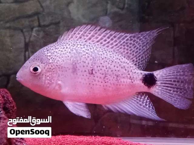 فيجا ارجنتيني  للبدل على اروانا او سيفروم