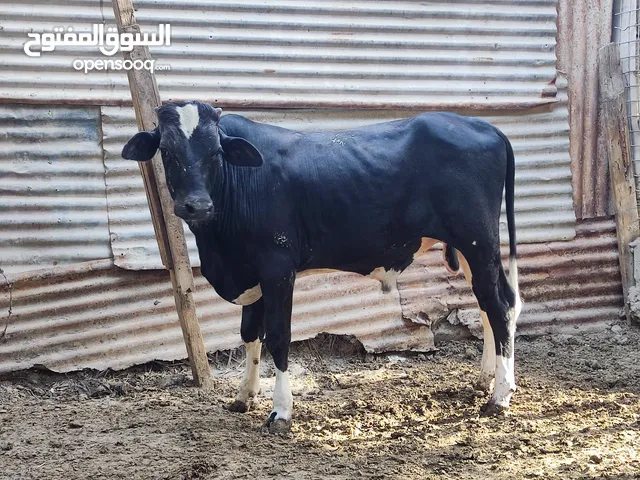 عجول للبيع